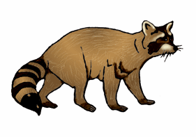 raccoon